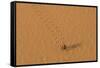 Morocco, Sahara. Dung beetle, Scarabaeus sacer, walks across sand leaving tracks.-Brenda Tharp-Framed Stretched Canvas