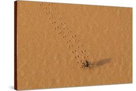 Morocco, Sahara. Dung beetle, Scarabaeus sacer, walks across sand leaving tracks.-Brenda Tharp-Stretched Canvas