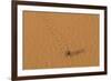 Morocco, Sahara. Dung beetle, Scarabaeus sacer, walks across sand leaving tracks.-Brenda Tharp-Framed Photographic Print