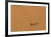 Morocco, Sahara. Dung beetle, Scarabaeus sacer, walks across sand leaving tracks.-Brenda Tharp-Framed Photographic Print