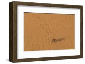 Morocco, Sahara. Dung beetle, Scarabaeus sacer, walks across sand leaving tracks.-Brenda Tharp-Framed Photographic Print