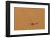 Morocco, Sahara. Dung beetle, Scarabaeus sacer, walks across sand leaving tracks.-Brenda Tharp-Framed Photographic Print