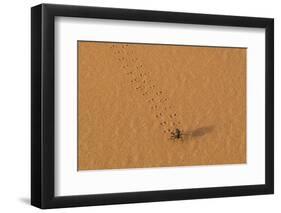 Morocco, Sahara. Dung beetle, Scarabaeus sacer, walks across sand leaving tracks.-Brenda Tharp-Framed Photographic Print