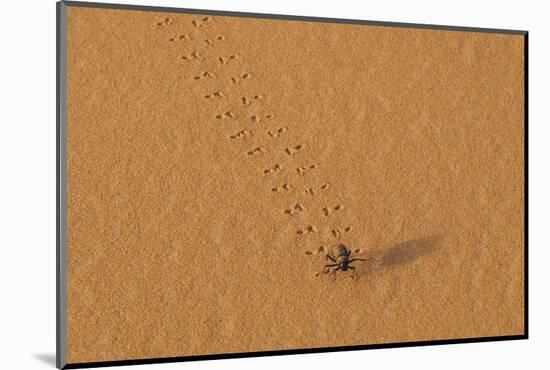 Morocco, Sahara. Dung beetle, Scarabaeus sacer, walks across sand leaving tracks.-Brenda Tharp-Mounted Photographic Print