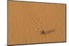 Morocco, Sahara. Dung beetle, Scarabaeus sacer, walks across sand leaving tracks.-Brenda Tharp-Mounted Photographic Print