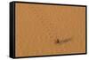 Morocco, Sahara. Dung beetle, Scarabaeus sacer, walks across sand leaving tracks.-Brenda Tharp-Framed Stretched Canvas