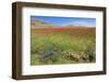 Morocco, Taounate, spring flowers bloom.-Emily Wilson-Framed Photographic Print