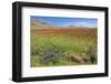 Morocco, Taounate, spring flowers bloom.-Emily Wilson-Framed Photographic Print