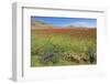 Morocco, Taounate, spring flowers bloom.-Emily Wilson-Framed Photographic Print