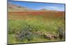 Morocco, Taounate, spring flowers bloom.-Emily Wilson-Mounted Photographic Print