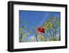 Morocco, Taounate, spring flowers bloom.-Emily Wilson-Framed Photographic Print