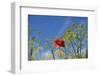 Morocco, Taounate, spring flowers bloom.-Emily Wilson-Framed Photographic Print