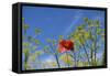 Morocco, Taounate, spring flowers bloom.-Emily Wilson-Framed Stretched Canvas
