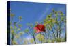 Morocco, Taounate, spring flowers bloom.-Emily Wilson-Stretched Canvas