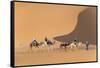 Morocco. Tourists ride camels in Erg Chebbi in the Sahara desert.-Brenda Tharp-Framed Stretched Canvas