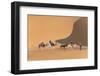 Morocco. Tourists ride camels in Erg Chebbi in the Sahara desert.-Brenda Tharp-Framed Photographic Print