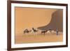 Morocco. Tourists ride camels in Erg Chebbi in the Sahara desert.-Brenda Tharp-Framed Photographic Print