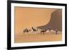 Morocco. Tourists ride camels in Erg Chebbi in the Sahara desert.-Brenda Tharp-Framed Photographic Print