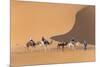 Morocco. Tourists ride camels in Erg Chebbi in the Sahara desert.-Brenda Tharp-Mounted Photographic Print