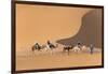 Morocco. Tourists ride camels in Erg Chebbi in the Sahara desert.-Brenda Tharp-Framed Photographic Print