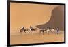 Morocco. Tourists ride camels in Erg Chebbi in the Sahara desert.-Brenda Tharp-Framed Photographic Print