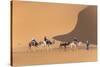 Morocco. Tourists ride camels in Erg Chebbi in the Sahara desert.-Brenda Tharp-Stretched Canvas