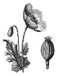 Opium Poppy or Papaver Somniferum, Vintage Engraved Illustration. Trousset Encyclopedia (1886 - 189-Morphart Creation-Art Print