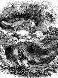 The Fox Burrow, Vintage Engraved Illustration. Magasin Pittoresque 1867.-Morphart-Framed Premium Photographic Print