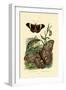 Morpho, 1833-39-null-Framed Giclee Print