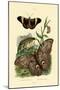 Morpho, 1833-39-null-Mounted Giclee Print