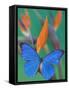 Morpho Anaxibia Butterfly on Flowers-Darrell Gulin-Framed Stretched Canvas