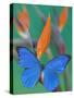 Morpho Anaxibia Butterfly on Flowers-Darrell Gulin-Stretched Canvas