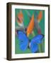 Morpho Anaxibia Butterfly on Flowers-Darrell Gulin-Framed Photographic Print