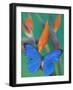 Morpho Anaxibia Butterfly on Flowers-Darrell Gulin-Framed Photographic Print
