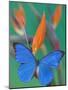 Morpho Anaxibia Butterfly on Flowers-Darrell Gulin-Mounted Photographic Print