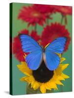 Morpho Anaxibia Butterfly on Flowers-Darrell Gulin-Stretched Canvas