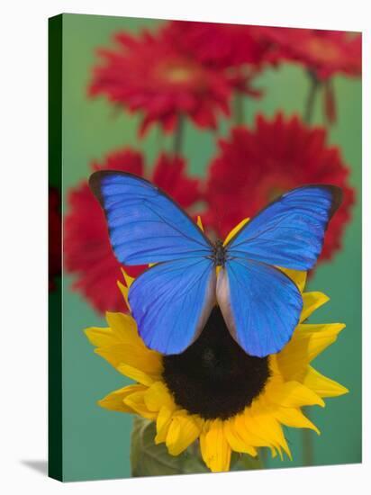 Morpho Anaxibia Butterfly on Flowers-Darrell Gulin-Stretched Canvas