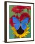 Morpho Anaxibia Butterfly on Flowers-Darrell Gulin-Framed Photographic Print