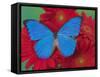 Morpho Anaxibia Butterfly on Flowers-Darrell Gulin-Framed Stretched Canvas