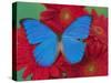 Morpho Anaxibia Butterfly on Flowers-Darrell Gulin-Stretched Canvas