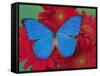 Morpho Anaxibia Butterfly on Flowers-Darrell Gulin-Framed Stretched Canvas