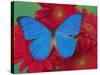 Morpho Anaxibia Butterfly on Flowers-Darrell Gulin-Stretched Canvas