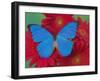 Morpho Anaxibia Butterfly on Flowers-Darrell Gulin-Framed Photographic Print