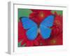 Morpho Anaxibia Butterfly on Flowers-Darrell Gulin-Framed Photographic Print