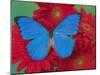 Morpho Anaxibia Butterfly on Flowers-Darrell Gulin-Mounted Photographic Print