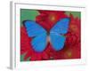 Morpho Anaxibia Butterfly on Flowers-Darrell Gulin-Framed Photographic Print