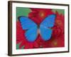 Morpho Anaxibia Butterfly on Flowers-Darrell Gulin-Framed Photographic Print