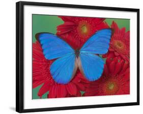 Morpho Anaxibia Butterfly on Flowers-Darrell Gulin-Framed Photographic Print