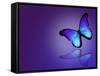 Morpho Blue Butterfly on Dark Blue Background-suns_luck-Framed Stretched Canvas