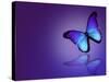 Morpho Blue Butterfly on Dark Blue Background-suns_luck-Stretched Canvas